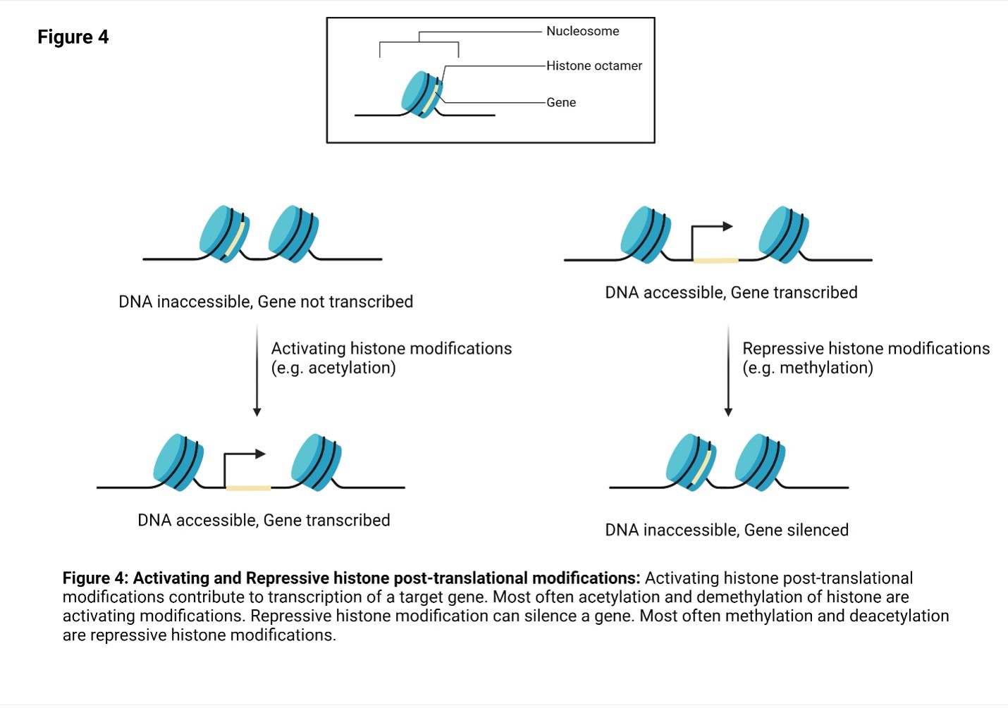 Histone Methylation Gene Expression